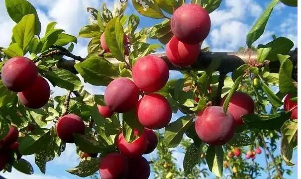 美容養(yǎng)顏、5月份適合吃哪些水果?