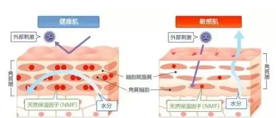 【安姬肯妮皮膚救急修復系列】演繹1+1>2加乘修護!
