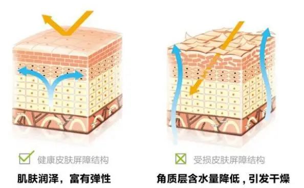 受損修復(fù)皮膚快速可以敷面膜嗎_受損修復(fù)皮膚快速可以恢復(fù)嗎_皮膚受損什么可以快速修復(fù)